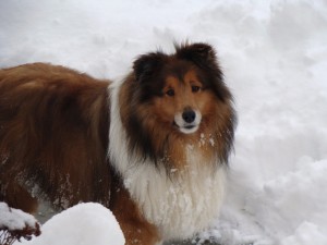 Can pets help with empty nest?