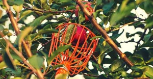 fruit picker