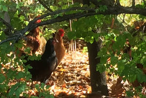 My bucket list chickens!