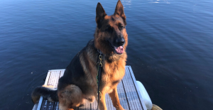 German shepherd dog after a bath with Murphy's Oil Soap