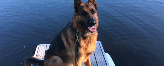 German shepherd dog after a bath with Murphy's Oil Soap